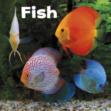 Our Pets: Fish - Lisa J. Amstutz [KSIĄŻKA]
