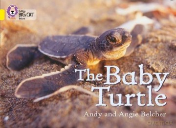The Baby Turtle: This photographic non-fiction book tracks the life of a turtle. (Collins Big Cat) - Andy Belcher [KSIĄŻKA]