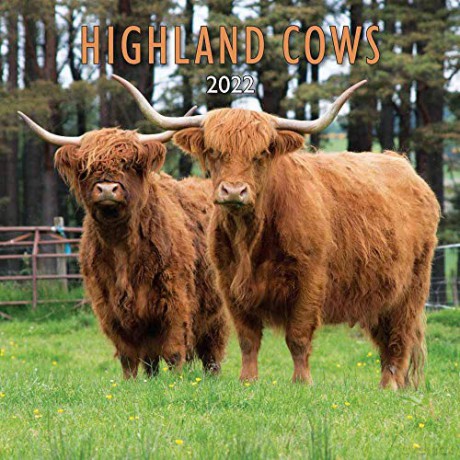 2022 Highland Cows - Lyrical Scotland [KALENDARZ]