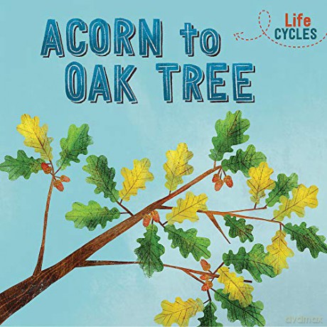Acorn to Oak Tree (Life Cycles) - Rachel Tonkin [KSIĄŻKA]