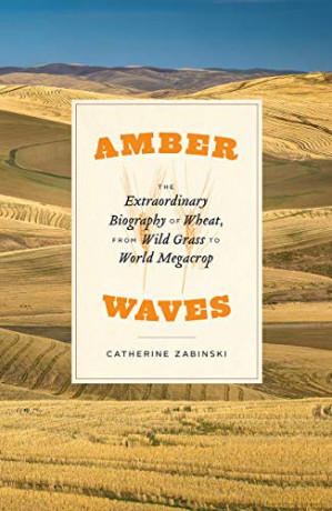 Amber Waves - The Extraordinary Biography of Wheat, from Wild Grass to World Megacrop - Catherine Zabinski [KSIĄŻKA]
