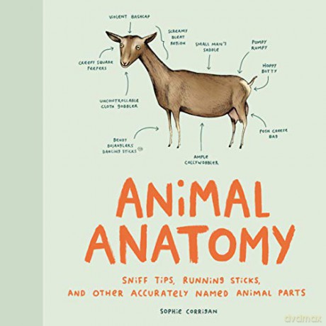 Animal Anatomy: Sniff Tips, Running Sticks, and Other Accurately Named Animal Parts - Sophie Corrigan [KSIĄŻKA]