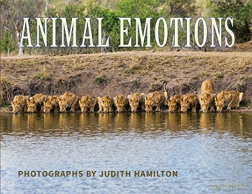 Animal Emotions - Judith Hamilton [KSIĄŻKA]
