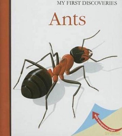 Ants (My First Discoveries) - René Mettler [KSIĄŻKA]