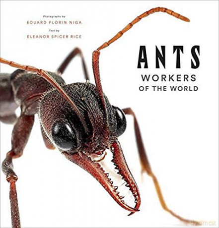 Ants: Workers of the World - Eleanor Spicer Rice [KSIĄŻKA]