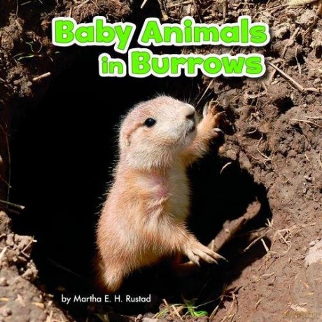 Baby Animals and Their Homes: Baby Animals in Burrows - Martha E. H. Rustad [KSIĄŻKA]