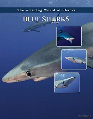Blue Sharks (Amazing World of Sharks) - Elizabeth Roseborough [KSIĄŻKA]