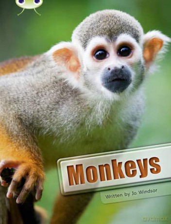 Bug Club Guided Non Fiction Year 3 White A Monkeys - Jo Windsor [KSIĄŻKA]