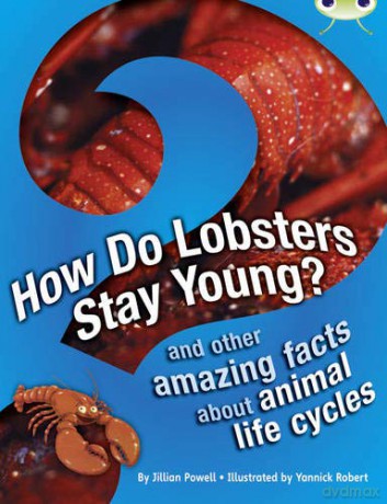 Bug Club Independent Non Fiction Year 3 Brown A How Do Lobsters Stay Young - Jillian Powell [KSIĄŻKA]