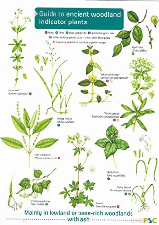 Guide to Ancient Woodland Indicator Plants [KSIĄŻKA]