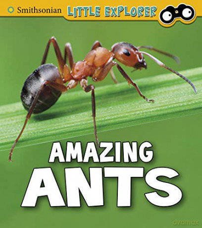 Insect Explorer: Amazing Ants - Megan Cooley Peterson [KSIĄŻKA]