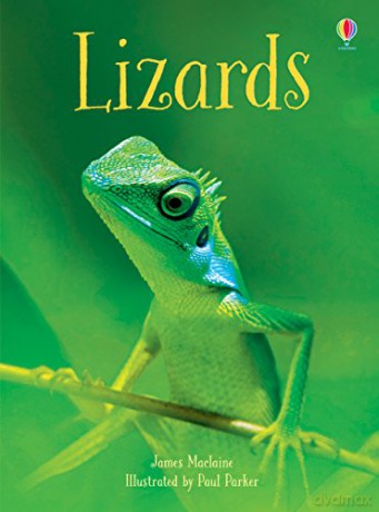 Lizards (Beginners): 1 - James Maclaine [KSIĄŻKA]