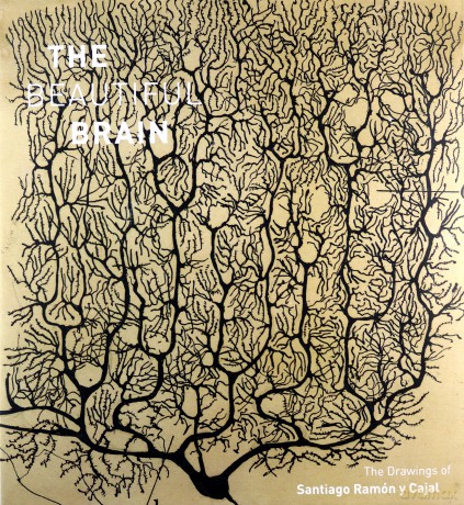 The Beautiful Brain: The Drawings of Santiago Ramon y Cajal - Larry Swanson [KSIĄŻKA]