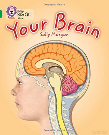 Your Brain: Band 15/Emerald (Collins Big Cat) - Sally Morgan [KSIĄŻKA]