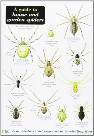 A Guide to House and Garden Spiders - Lawrence Bee [KSIĄŻKA]