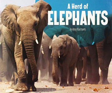A Herd of Elephants Animal Groups - Amy Kortuem [KSIĄŻKA]
