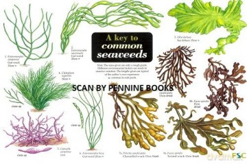 A Key to Common Seaweeds Occasional Publications S. - Steve Morrell [KSIĄŻKA]