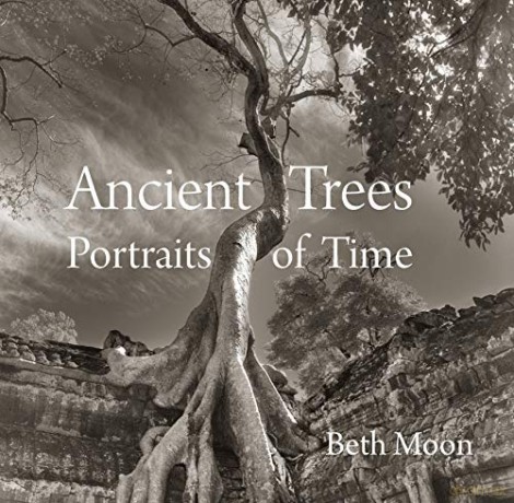Ancient Trees: Portraits of Time - Beth Moon [KSIĄŻKA]