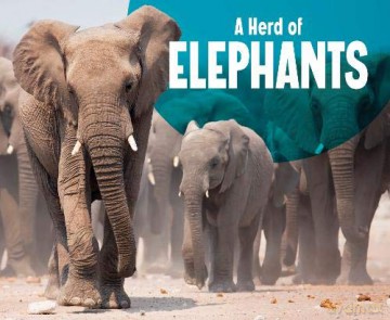 Animal Groups: A Herd of Elephants - Amy Kortuem [KSIĄŻKA]