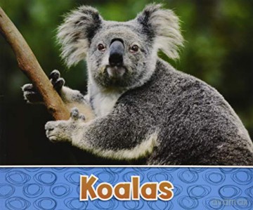 Australian Animals: Koalas - Sara Louise Kras [KSIĄŻKA]