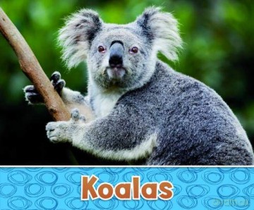 Australian Animals: Koalas - Sara Louise Kras [KSIĄŻKA]