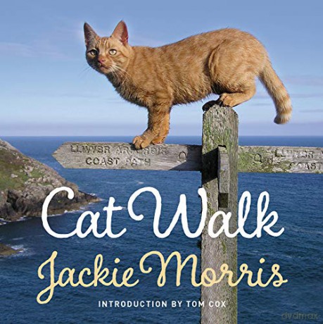 Cat Walk - Jackie Morris [KSIĄŻKA]