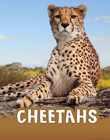 Cheetahs Animals - Jaclyn Jaycox [KSIĄŻKA]