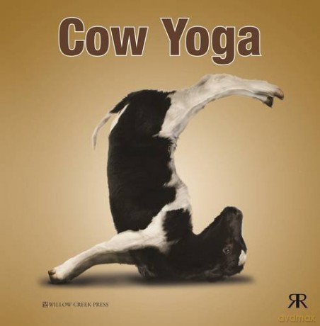 Cow Yoga Yoga Gift Books - Willow Creek Press [KSIĄŻKA]