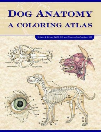 Dog Anatomy - robert-a-kainer [KSIĄŻKA]