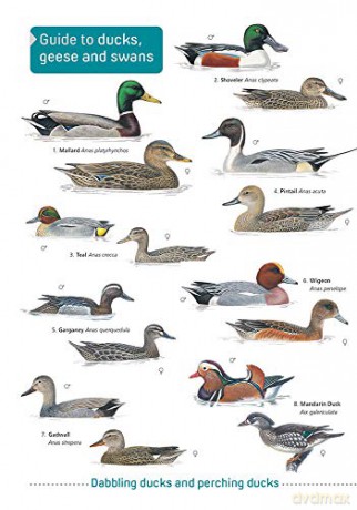 Ducks, Geese and Swans [KSIĄŻKA]