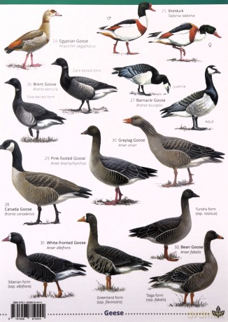 Ducks, Geese and Swans [KSIĄŻKA]