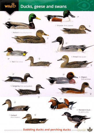 Ducks, Geese and Swans [KSIĄŻKA]