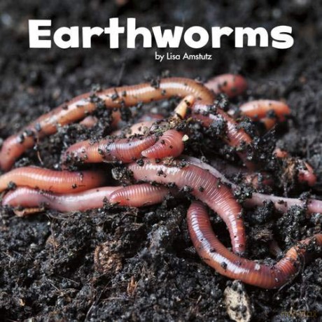 Earthworms Little Pebble: Little Creatures Little Critters - Lisa J. Amstutz [KSIĄŻKA]