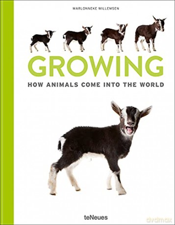 Growing: How Animals Come Into Our World - Marlonneke Willemsen [KSIĄŻKA]