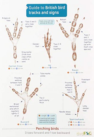 Guide to British bird tracks and signs - Dan Puplett [KSIĄŻKA]