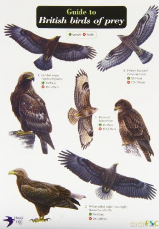 Guide to British Birds of Prey Chart [KSIĄŻKA]