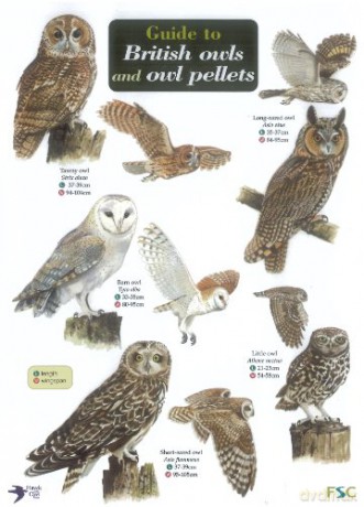 Guide to British Owls and Owl Pellets [KSIĄŻKA]