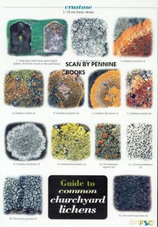 Guide to Common Churchyard Lichens - Frank Dobson [KSIĄŻKA]