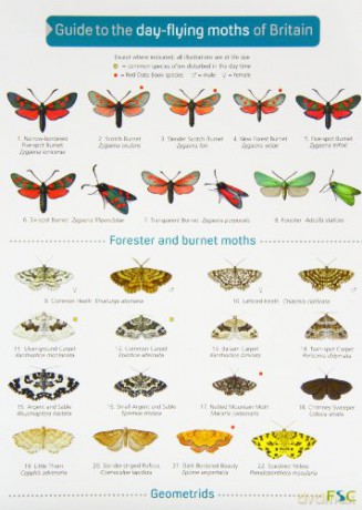 Guide to day-flying moths of Britain - Richard Lewington [KSIĄŻKA]