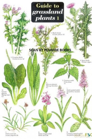 Guide to Grassland Plants 1 - Mavis Gulliver;Richard Gulliver [KSIĄŻKA]
