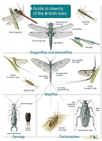 Guide to Insects of the British Isles - Richard Lewington [KSIĄŻKA]