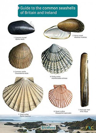 Guide to the Common Seashells of Britain and Ireland - Chris Field Studies Council [KSIĄŻKA]