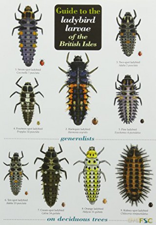 Guide to the Ladybird Larvae of the British Isles - Remy Poland [KSIĄŻKA]