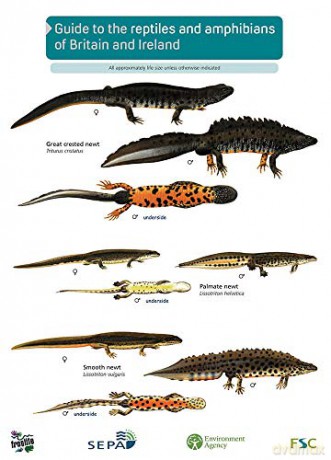 Guide to the Reptiles and Amphibians of Britain and Ireland Occasional Publications [KSIĄŻKA]