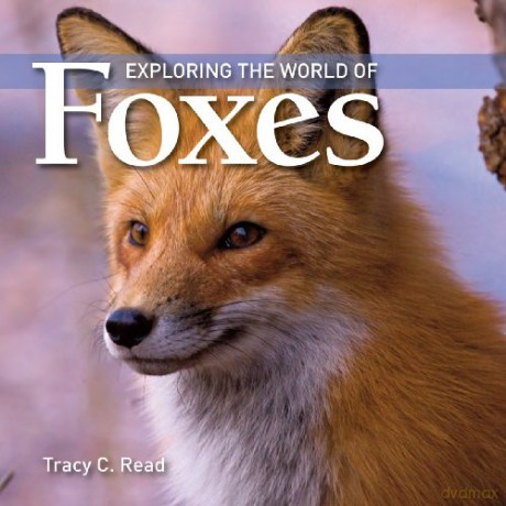 Exploring The World Of Foxes (Exploring The World Of (Paperback)(Firefly Books)) - Tracy C. Read [KSIĄŻKA]