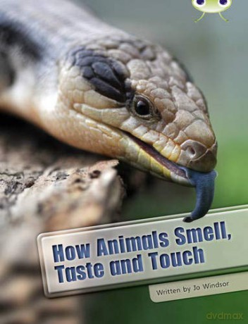 How Animals Smell, Taste and Touch BUG CLUB - Jo Windsor [KSIĄŻKA]