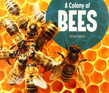 A Colony Of Bees (Animal Groups) - Lucia Raatma [KSIĄŻKA]