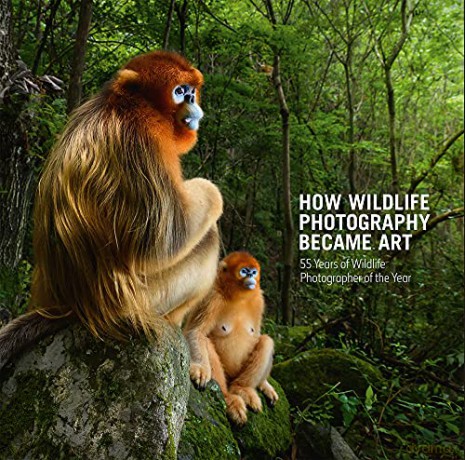 How Wildlife Photography Became Art: 55 Years of Wildlife Photographer of the Year - Rosamund Kidman Cox [KSIĄŻKA]