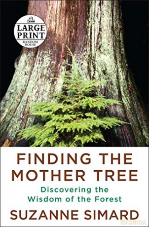Finding The Mother Tree: Discovering The Wisdom Of The Forest (Random House Large Print) - Suzanne Simard [KSIĄŻKA]