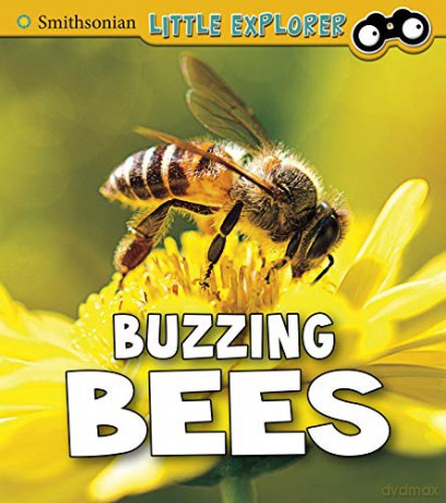 Insect Explorer: Buzzing Bees - Melissa Higgins [KSIĄŻKA]